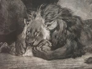 Detail from “Lion de l’Atlas,” 1829. Lithograph. By Eugéne Delacroix.