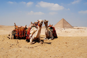 Camels at Giza Pyramids