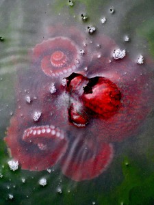 Photograph of an octopus from Emma Teal Laukitis '13
