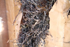 Oakley Center: Original Seagrass Insulation