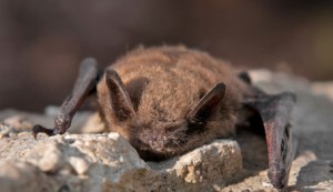 brown bat