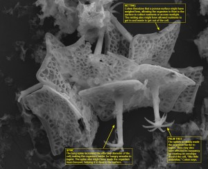 A fossil discovered by geosciences professor Phoebe Cohen.