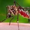 Photo of a mosquito provided by CDC Global