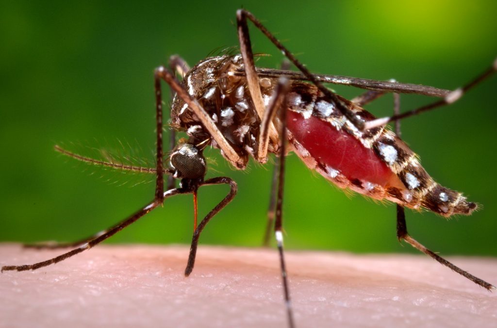 Photo of a mosquito provided by CDC Global